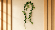 Lierre retombant artificiel – Vert naturel 180 cm